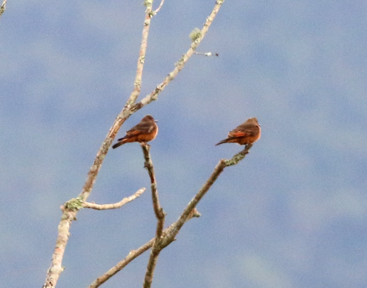 Cliff Flycatcher - ML638012828