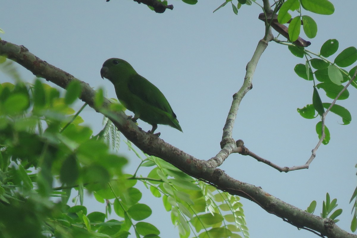 Guaiabero - ML638012831