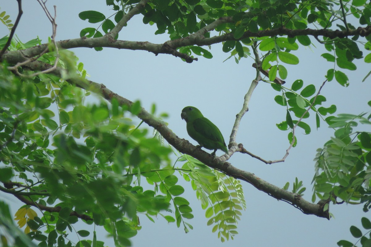 Guaiabero - ML638012832