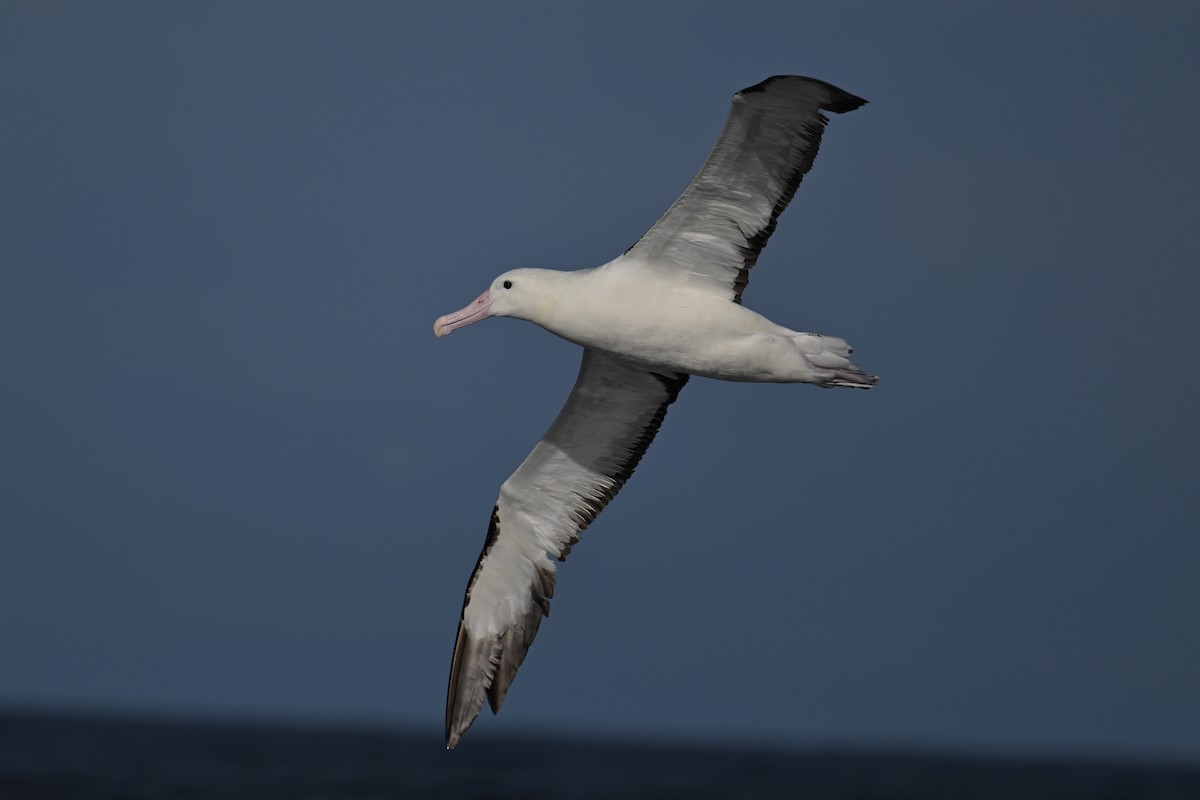 Northern Royal Albatross - ML638012859