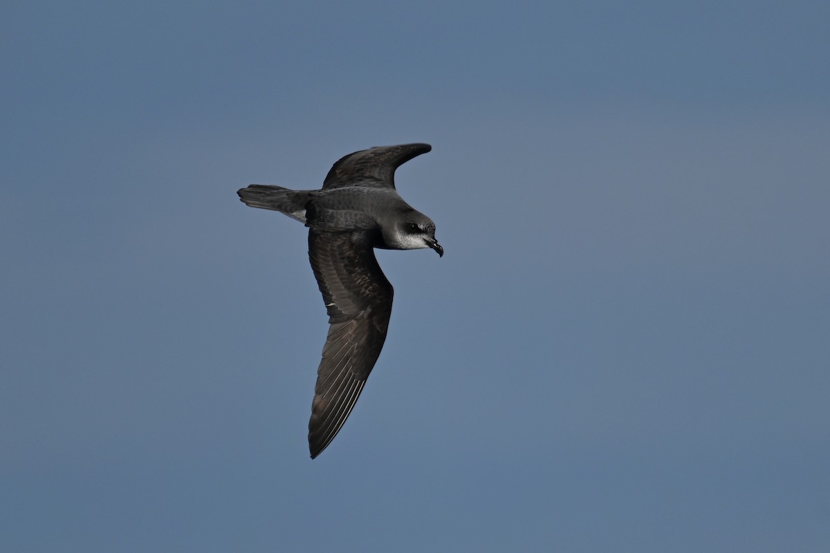 Soft-plumaged Petrel - ML638012867