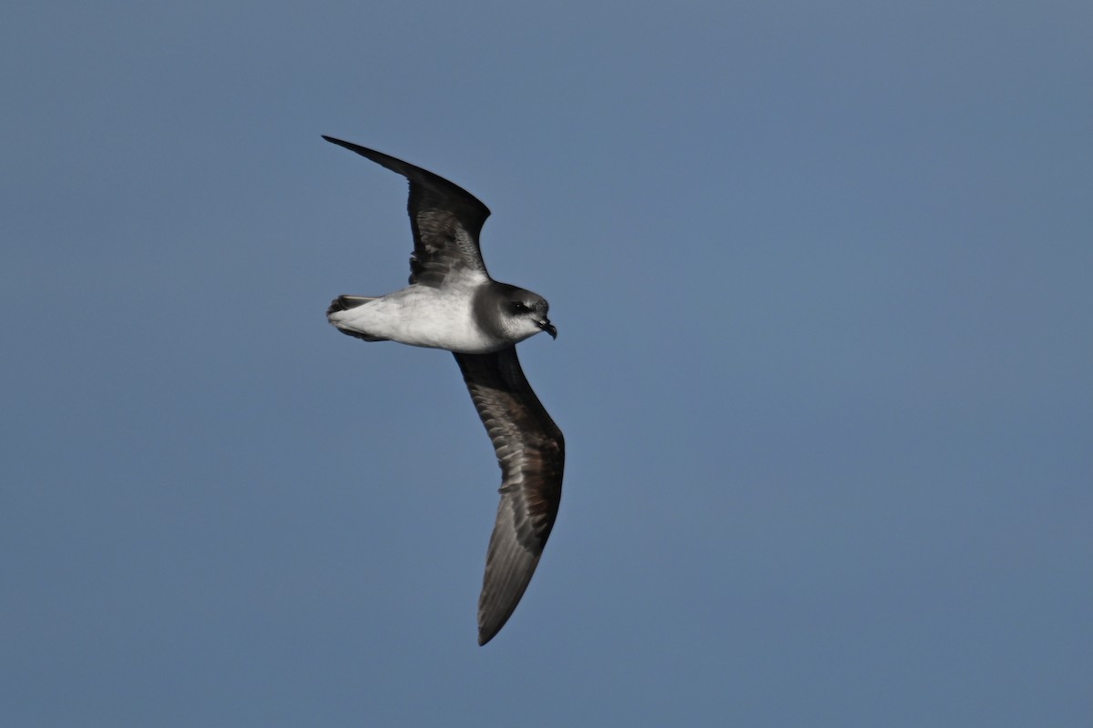 Soft-plumaged Petrel - ML638012868