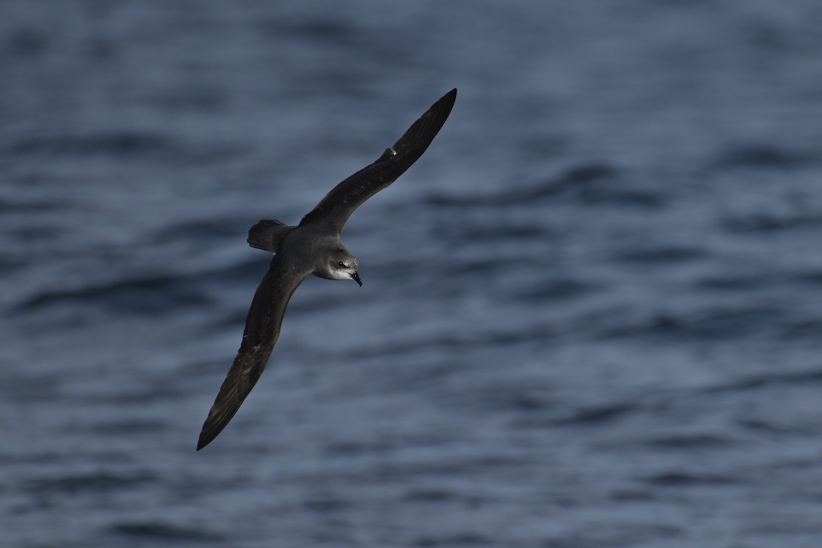 Soft-plumaged Petrel - ML638012870