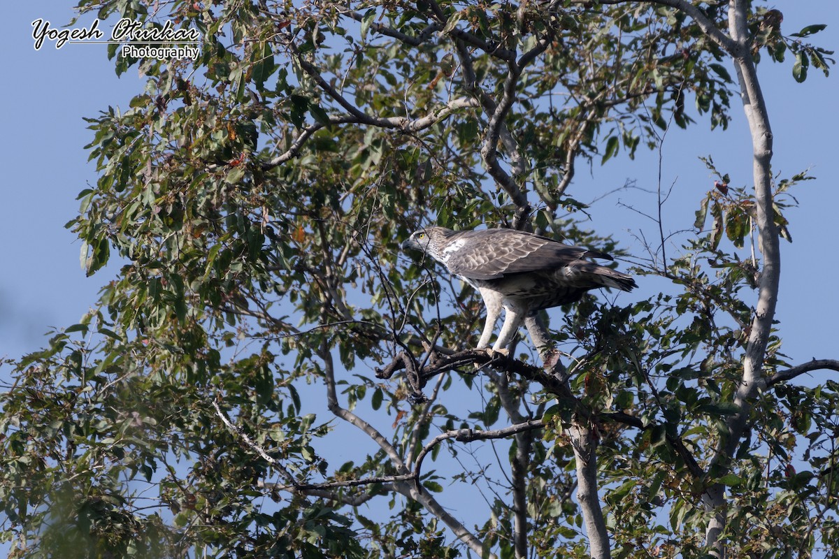 Changeable Hawk-Eagle - ML638012871
