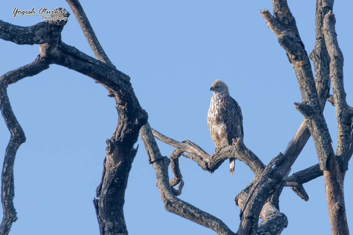 Changeable Hawk-Eagle - ML638012872