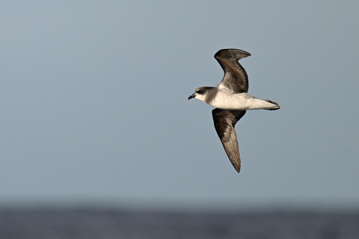 Soft-plumaged Petrel - ML638012873