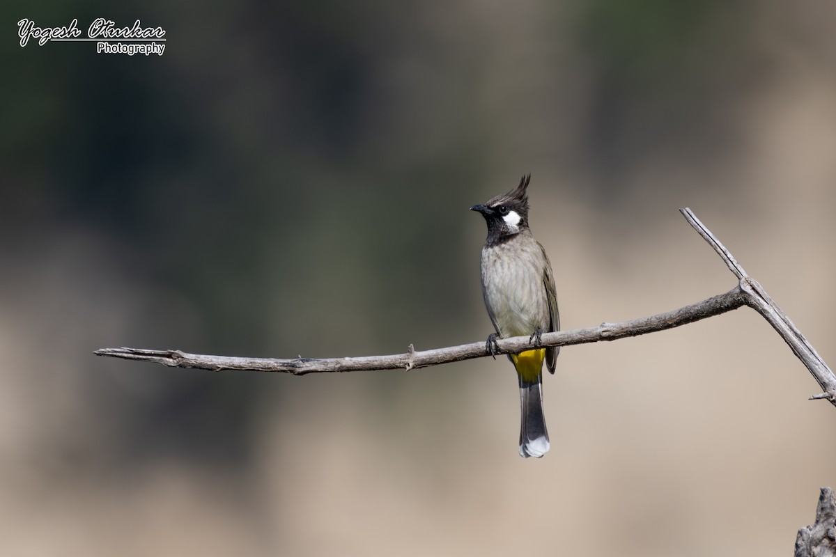 Himalayan Bulbul - ML638012876