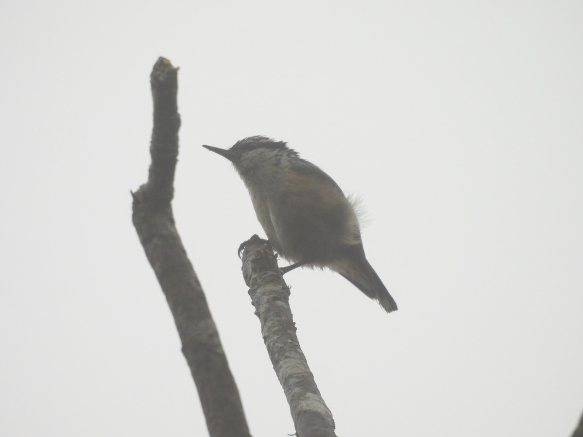 Red-breasted Nuthatch - ML638012884