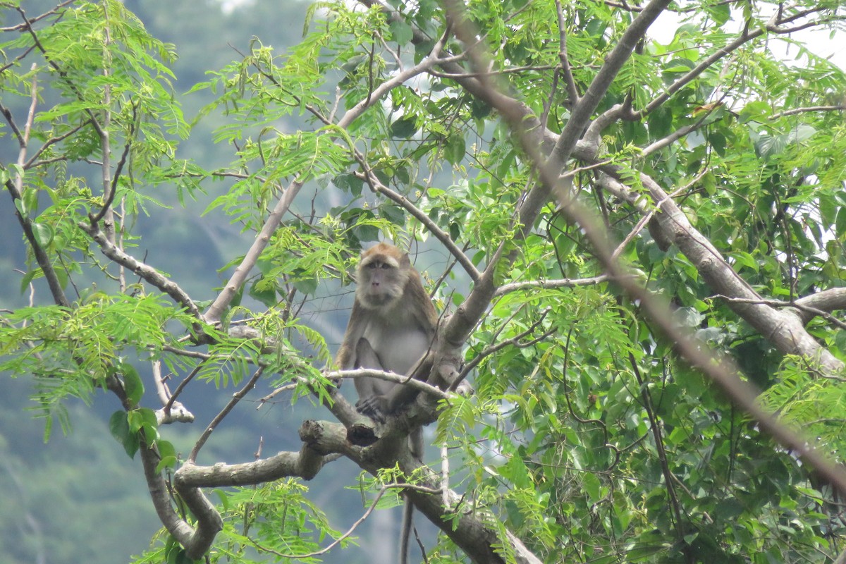 動物界 - ML638012898