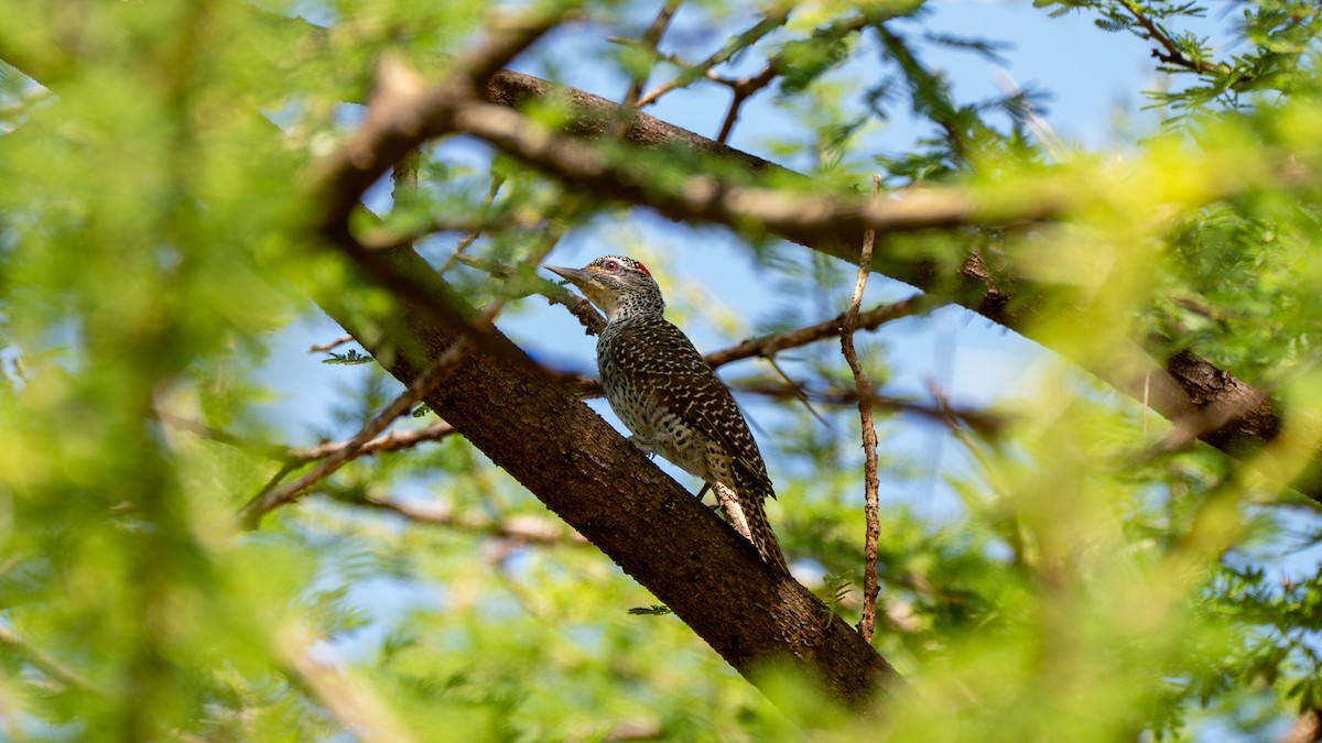 Nubian Woodpecker - ML638012910