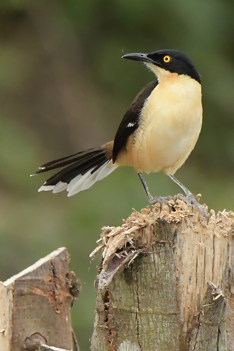Black-capped Donacobius - ML638013000