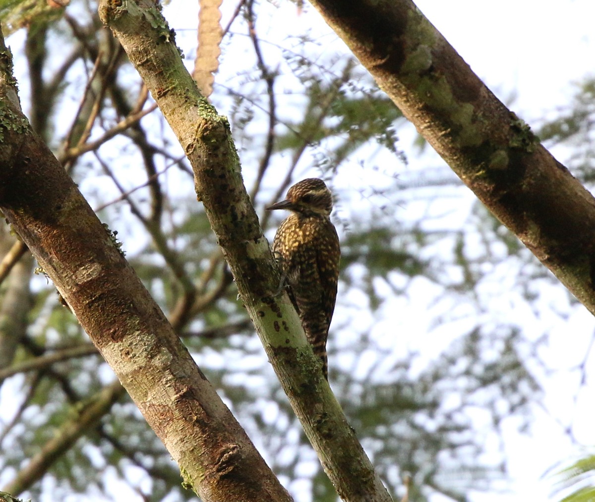 White-spotted Woodpecker - ML638013091