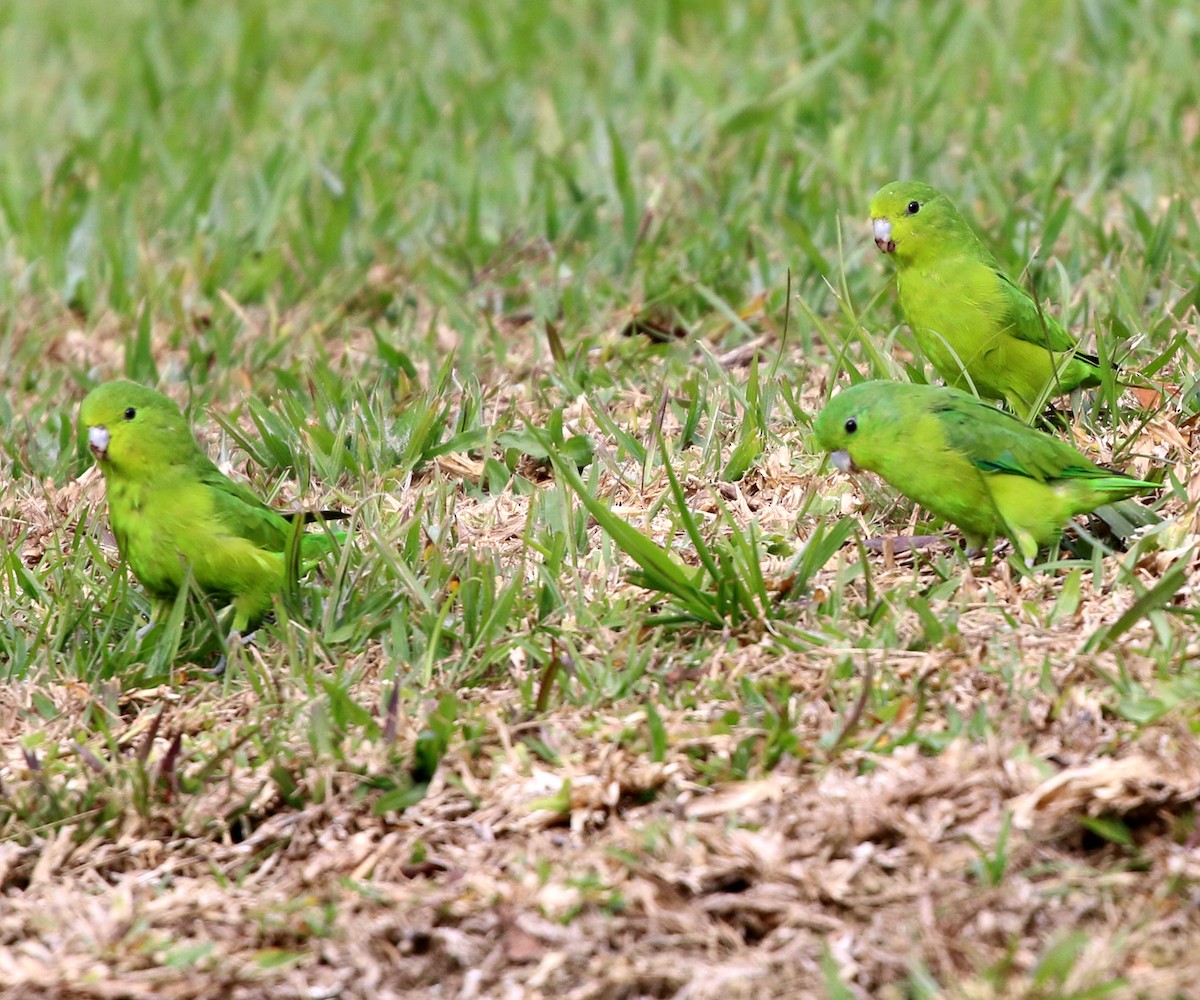 Cobalt-rumped Parrotlet - ML638013093