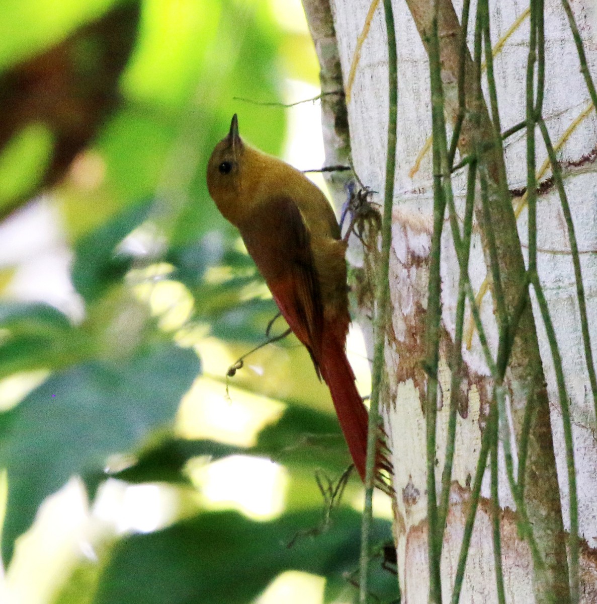 Olivaceous Woodcreeper - ML638013098
