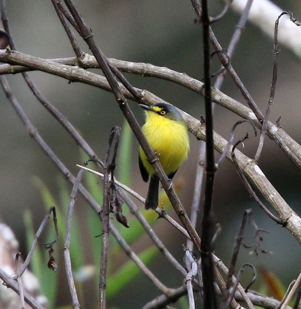 Gray-headed Tody-Flycatcher - ML638013102