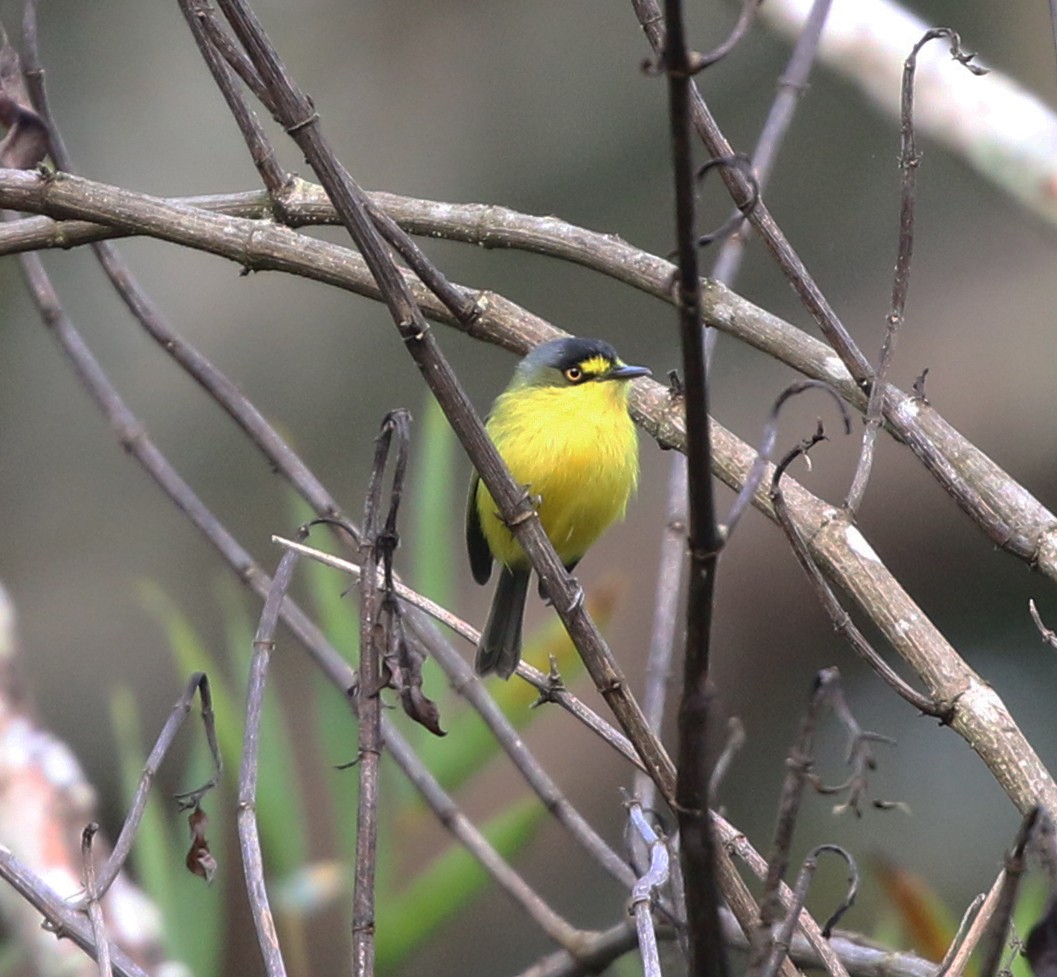 Gray-headed Tody-Flycatcher - ML638013103