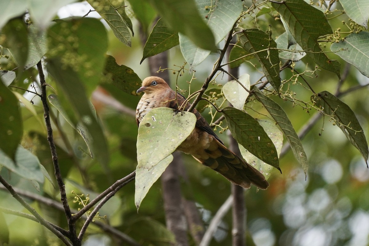 Little Cuckoo-Dove - ML638013112