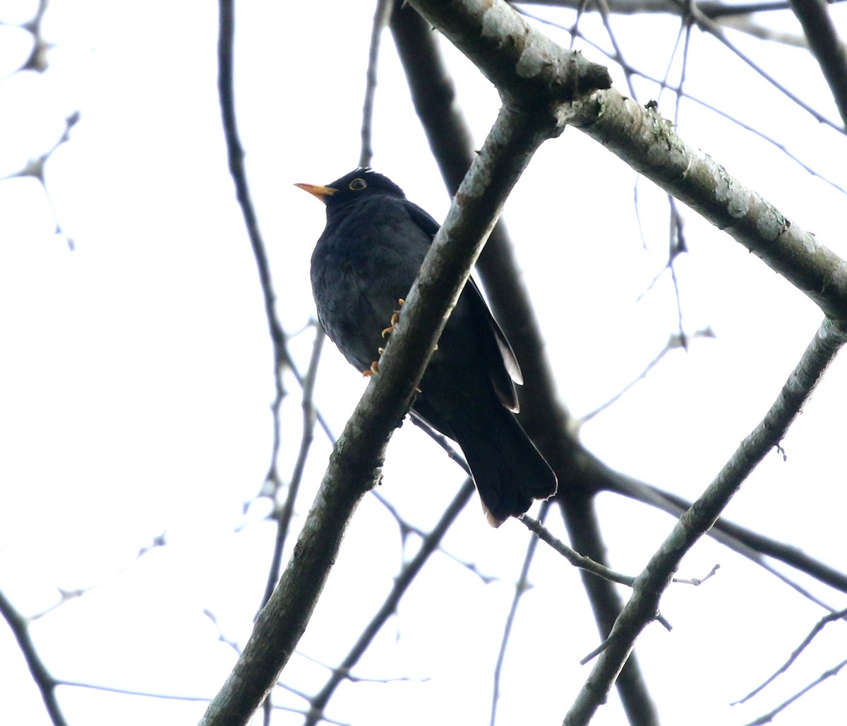 Yellow-legged Thrush - ML638013122