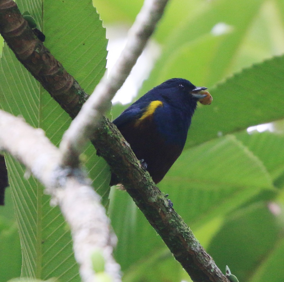 Chestnut-bellied Euphonia - ML638013146