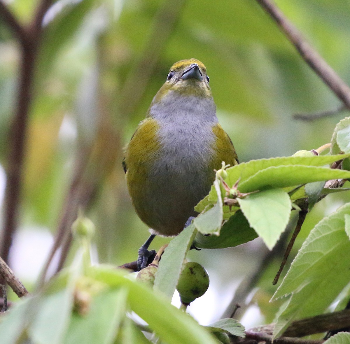 Chestnut-bellied Euphonia - ML638013150