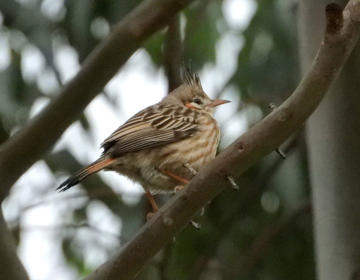 Chacobuschläufer - ML638013173