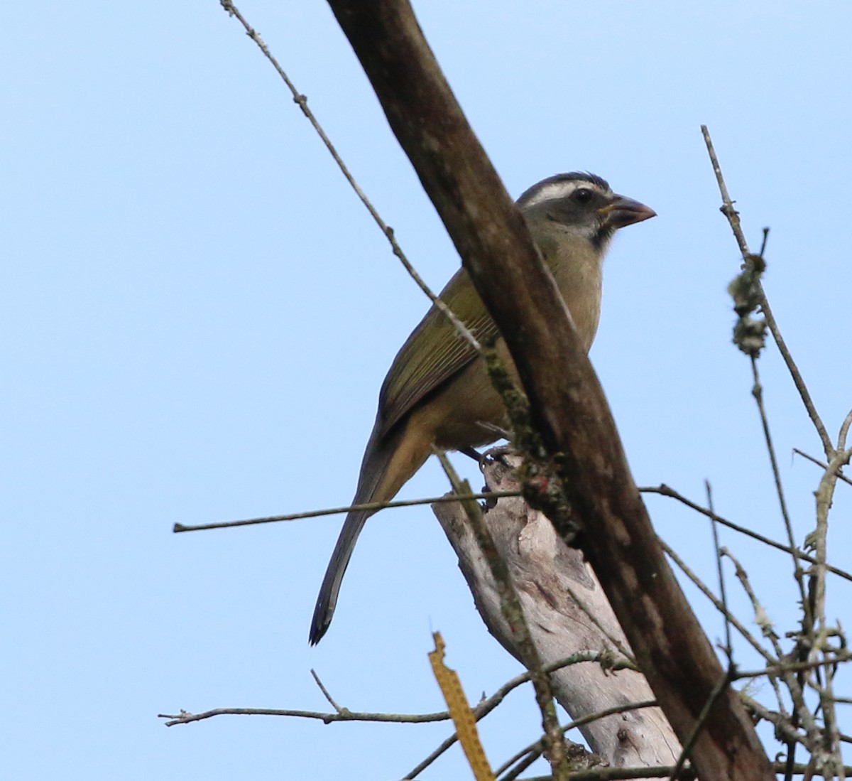 Green-winged Saltator - ML638013183