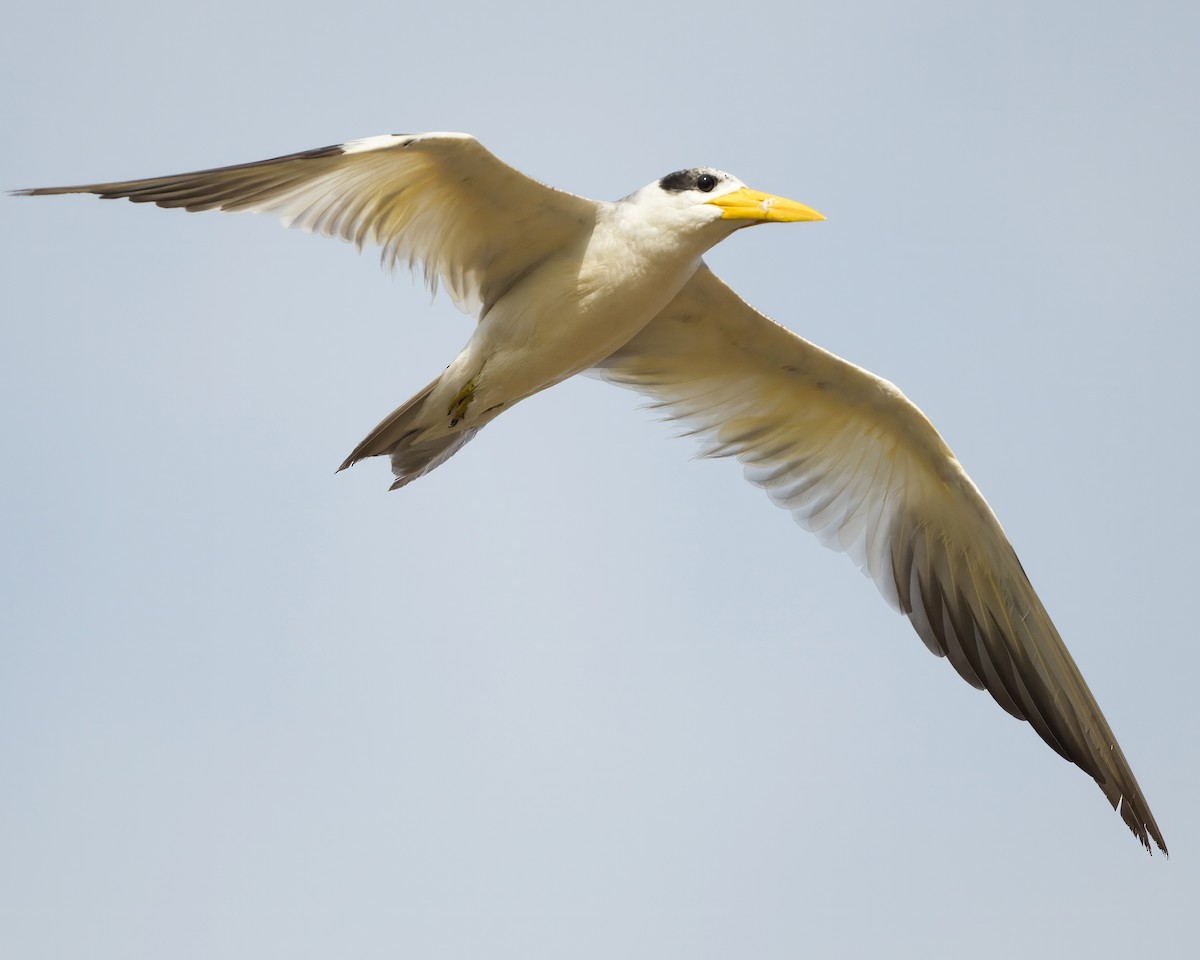 Large-billed Tern - ML638013196