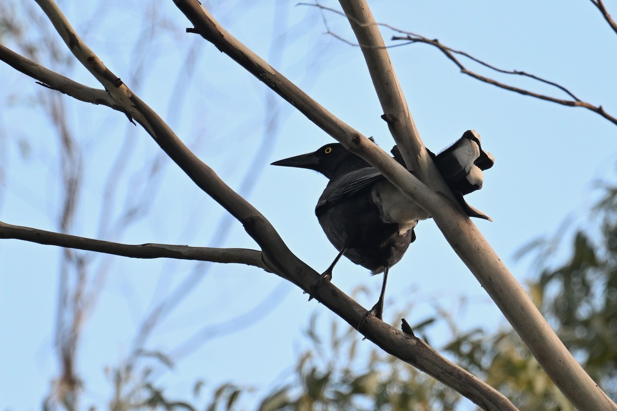 Gray Currawong (Clinking) - ML638013224