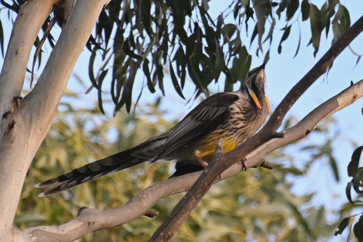 Yellow Wattlebird - ML638013226