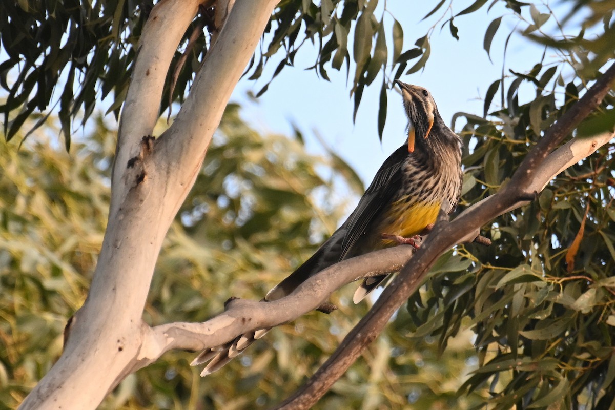 Yellow Wattlebird - ML638013227