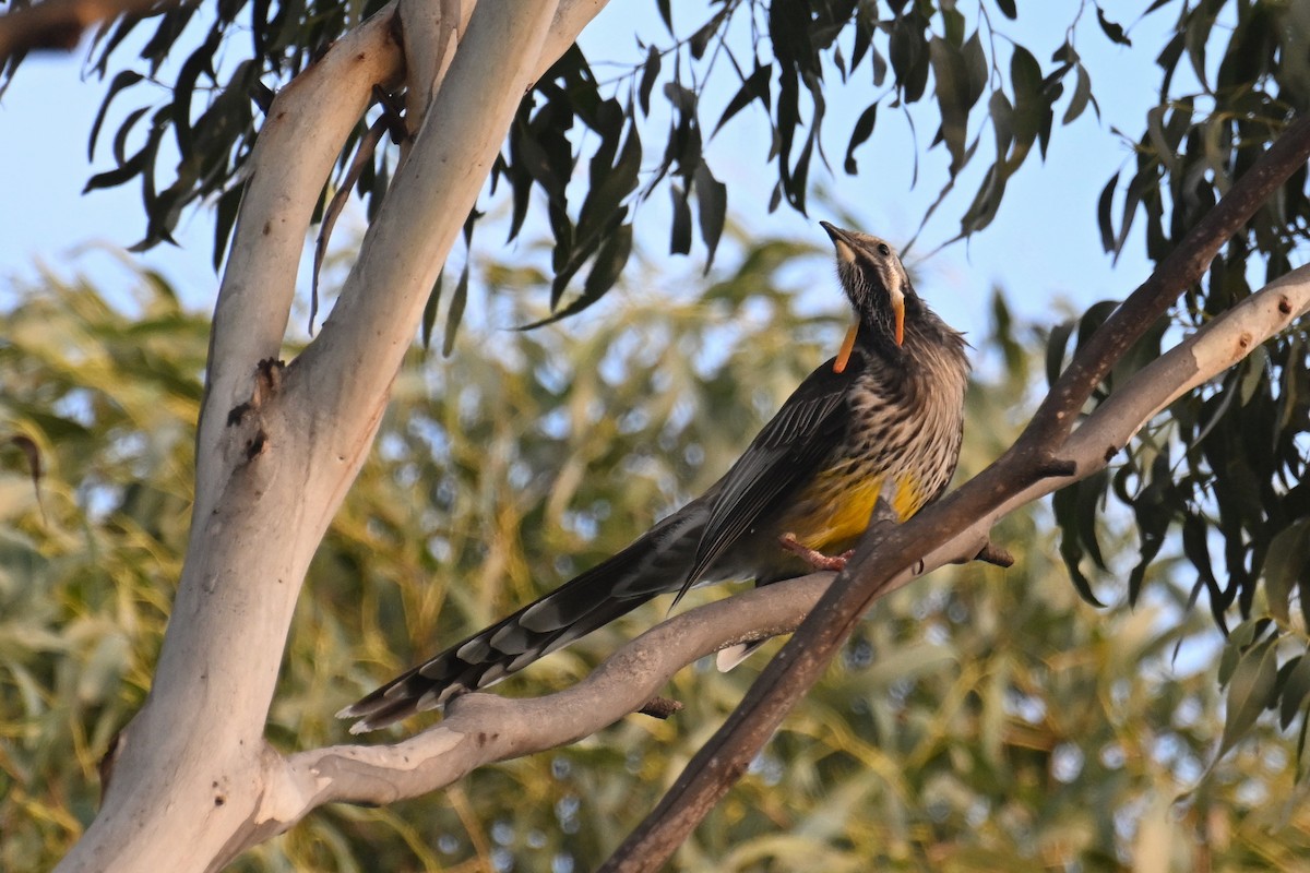 Yellow Wattlebird - ML638013228