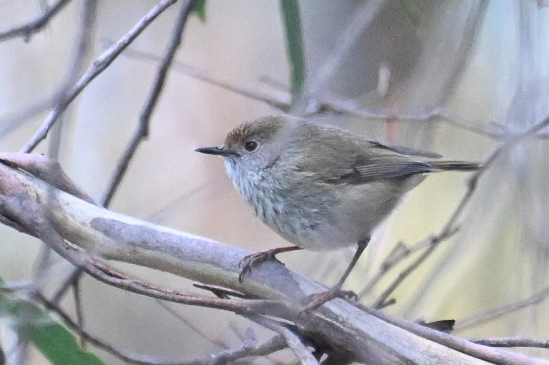 Tasmanian/Brown Thornbill - ML638013243