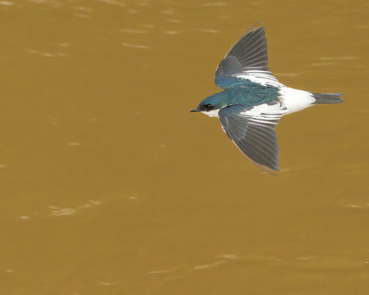 White-winged Swallow - ML638013245