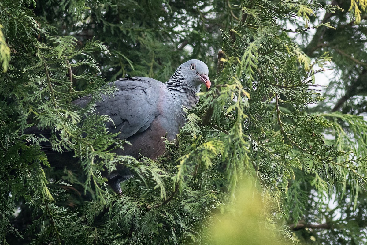 Trocaz Pigeon - ML638013249
