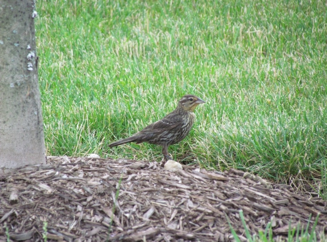 Red-winged Blackbird - ML638013259
