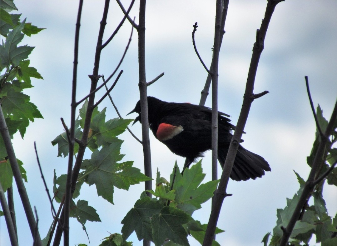Red-winged Blackbird - ML638013260
