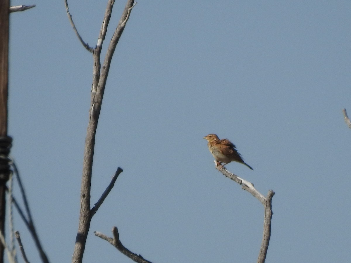 Monotonous Lark - ML638013266