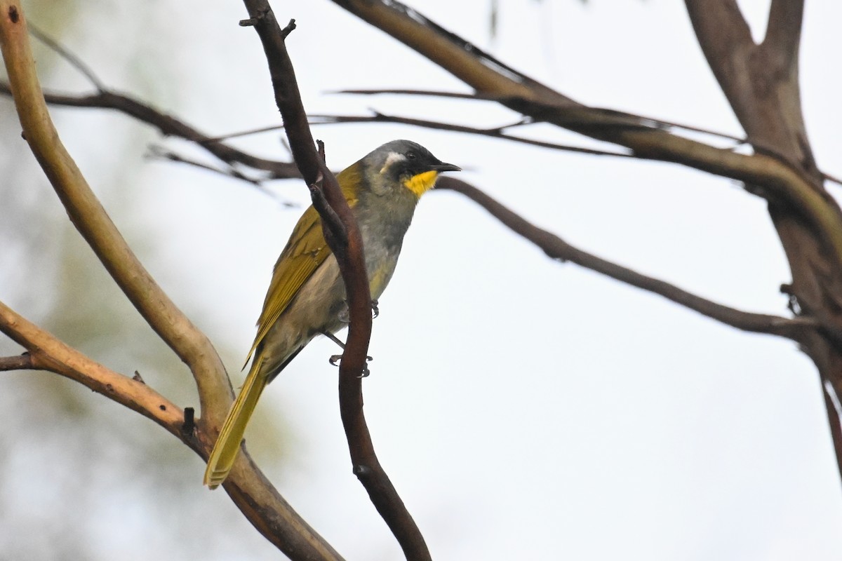 Yellow-throated Honeyeater - ML638013272