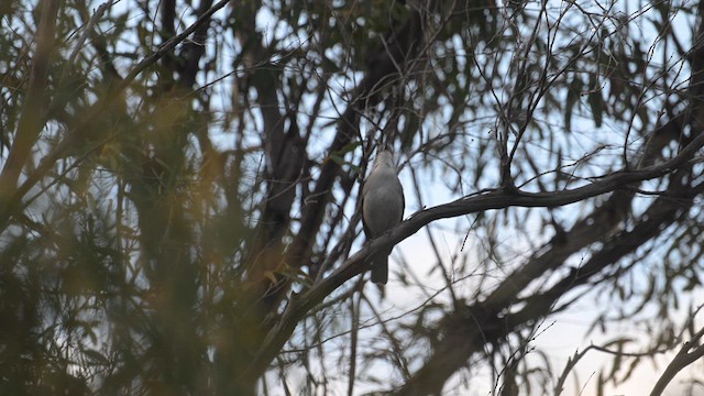 Gray Shrikethrush - ML638013275