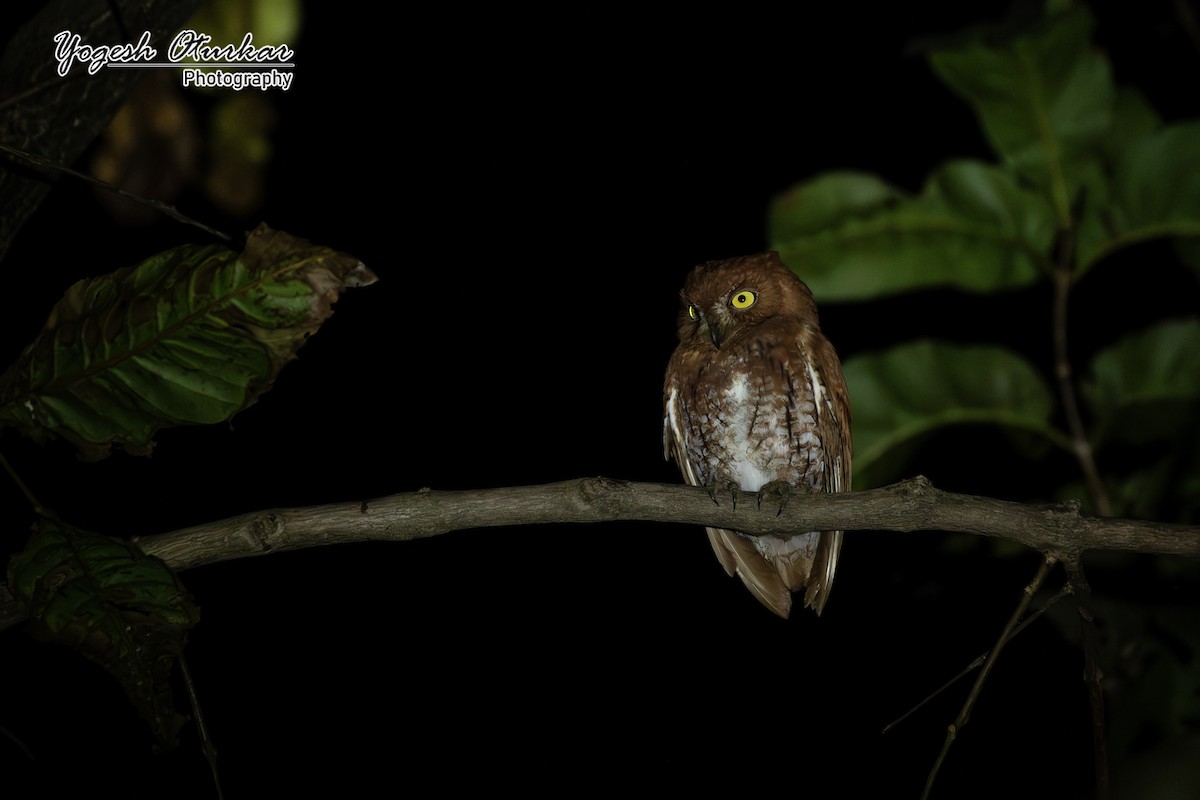 Oriental Scops-Owl - ML638013291