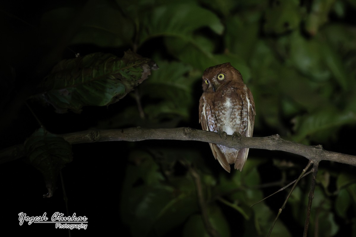 Oriental Scops-Owl - ML638013292