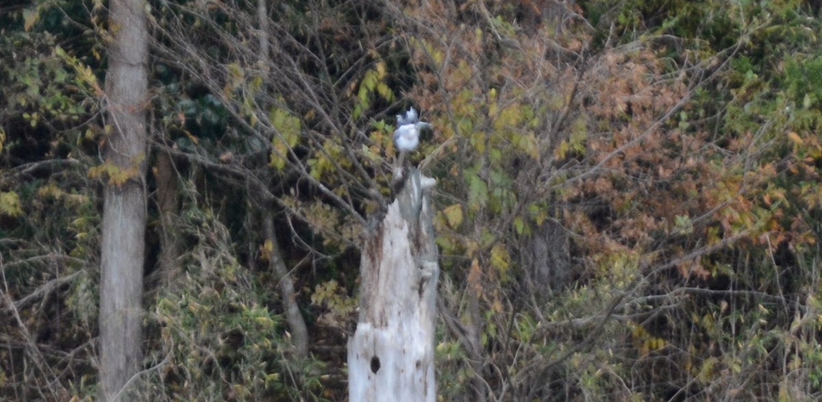 Crested Kingfisher - ML638013296