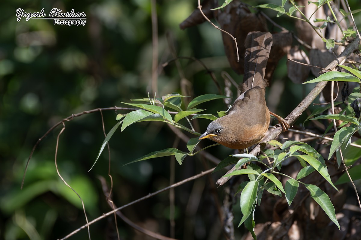 Rufous Babbler - ML638013331