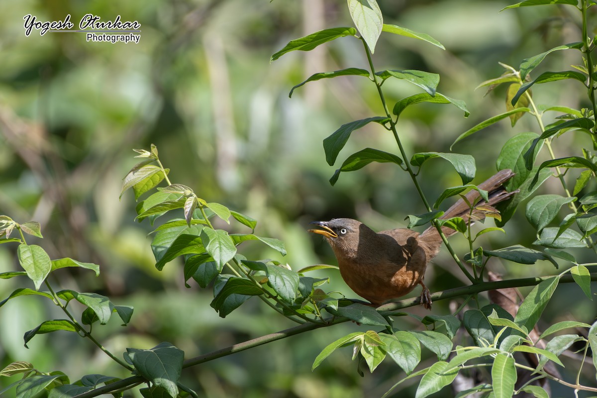 Rufous Babbler - ML638013332