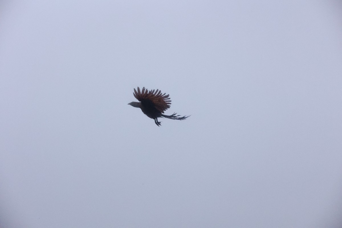 Pheasant Coucal - ML638013376