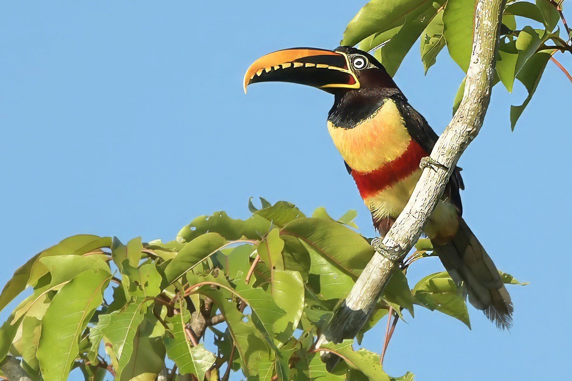 Chestnut-eared Aracari - ML638013380