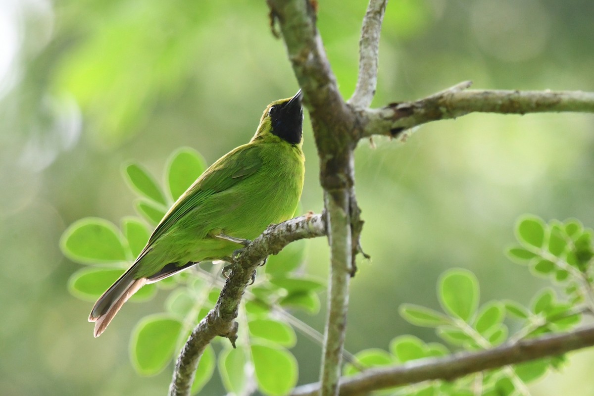 Lesser Green Leafbird - ML638013383