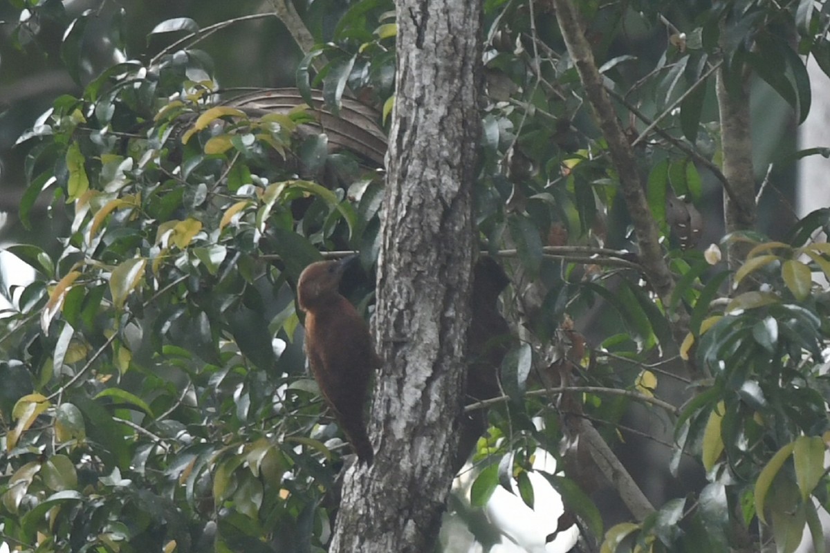 Rufous Woodpecker - ML638013385