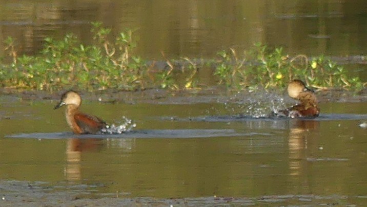 Wandering Whistling-Duck - ML638013397