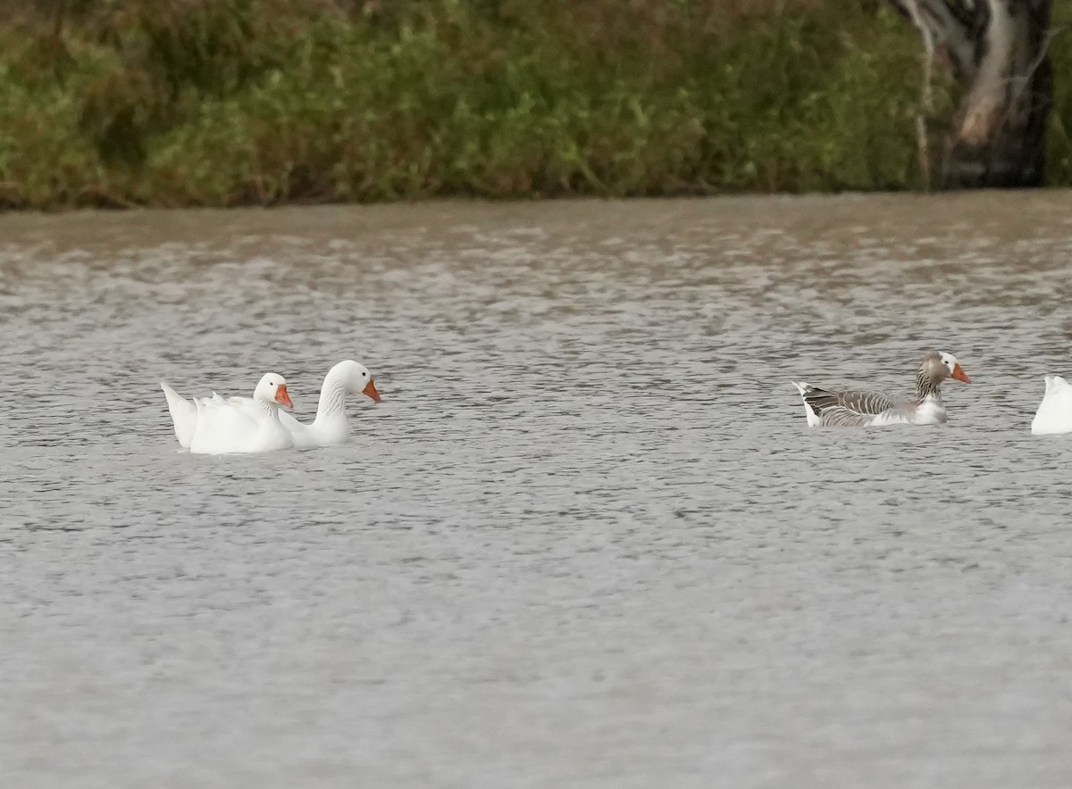 Domestic goose sp. (Domestic type) - ML638013454